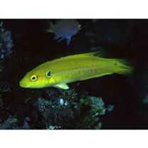 Bodianus bimaculatus Allen, 1973