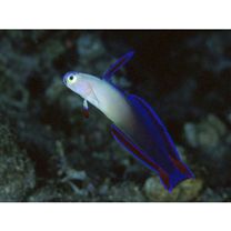 Nemateleotris decora Randall et Allen, 1973