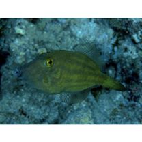 Cantherhines longicaudus Hutchins et Randall, 1982