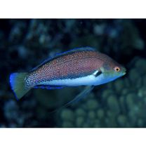 Cirrhilabrus punctatus Randall et Kuiter, 1989