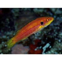 Bodianus bimaculatus Allen, 1973