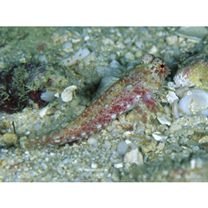 Neosynchiropus morrisoni (Schultz, 1960)