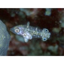 Anampses neoguinaicus Bleeker, 1878