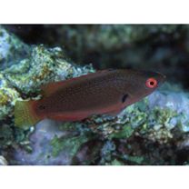 Cirrhilabrus punctatus Randall et Kuiter, 1989