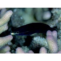 Labrichthys unilineatus (Guichenot, 1847)