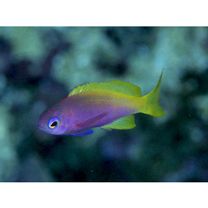 Pseudanthias bartlettorum (Randall et Lubbock, 1981)