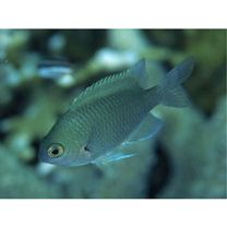 Pomacentrus lepidogenys Fowler et Bean, 1928