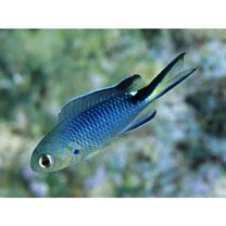 Pomachromis richardsoni (Snyder, 1909)