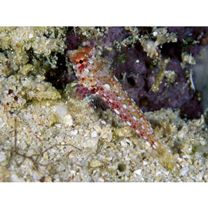 Neosynchiropus morrisoni (Schultz, 1960)