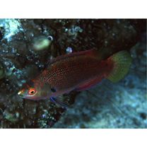 Cirrhilabrus punctatus Randall et Kuiter, 1989