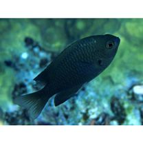 Pomacentrus brachialis Cuvier, 1830