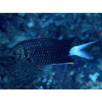 Chromis xanthura (Bleeker, 1854)