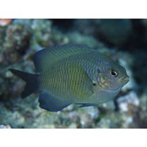 Pomacentrus amboinensis Bleeker, 1868