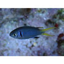 Chromis xanthura (Bleeker, 1854)