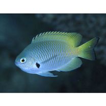 Pomacentrus nigromarginatus Allen, 1973