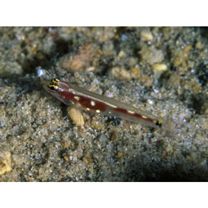 Eviota cometa Jewett et Lachner, 1983