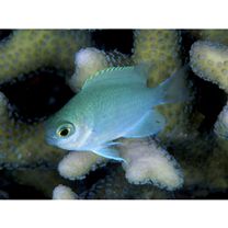 Pomacentrus lepidogenys Fowler et Bean, 1928