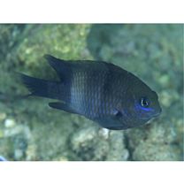 Stegastes albifasciatus (Schlegel et Muller, 1839)