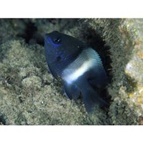 Stegastes albifasciatus (Schlegel et Muller, 1839)