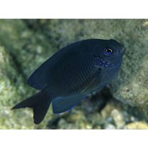 Pomacentrus amboinensis Bleeker, 1868