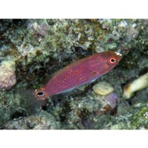 Cirrhilabrus punctatus Randall et Kuiter, 1989