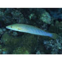 Hologymnosus doliatus (Lacepede, 1801)