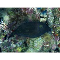 Cantherhines longicaudus Hutchins et Randall, 1982