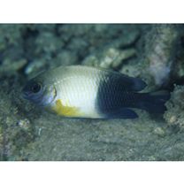 Chrysiptera cyanea (Quoy et Gaimard, 1825)