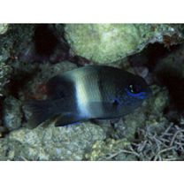 Stegastes albifasciatus (Schlegel et Muller, 1839)