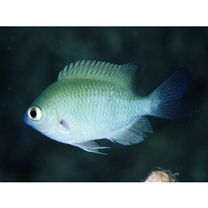 Pomacentrus lepidogenys Fowler et Bean, 1928