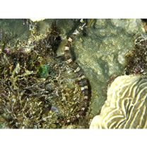 Corythoichthys amplexus Dawson et Randall, 1975