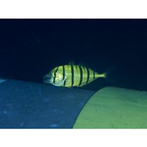 Gnathanodon speciosus (Forsskal, 1775)