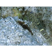 Cryptocentrus nigrocellatus (Yanagisawa, 1978)