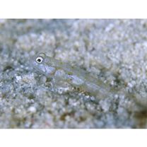 Echinogobius hayashii Iwata, Hosoya et Niimura, 1998