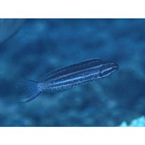 Meiacanthus grammistes (Valenciennes, 1836)