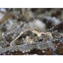 Kyonemichthys rumengani Gomon, 2007