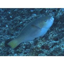 Scarus chameleon Choat et Randall, 1986