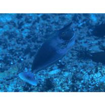 Naso brevirostris (Cuvier, 1829)