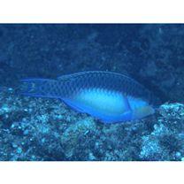 Scarus chameleon Choat et Randall, 1986