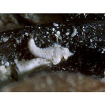 Neosynchiropus morrisoni (Schultz, 1960)