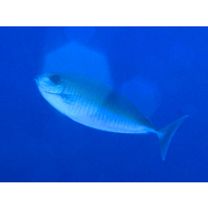 Naso thynnoides (Cuvier, 1829)