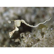 Kyonemichthys rumengani Gomon, 2007