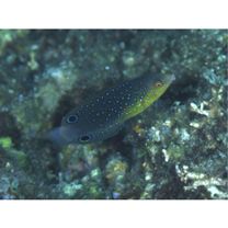 Anampses twistii Bleeker, 1856