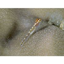 Eviota sebreei Jordan et Seale, 1906