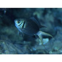 Chromis xanthura (Bleeker, 1854)