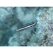 Meiacanthus grammistes (Valenciennes, 1836)