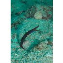 Rhinomuraena quaesita Garman, 1888