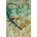 Halicampus boothae (Whitley, 1964)