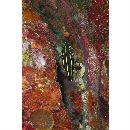 Grammistes sexlineatus (Thunberg, 1792)