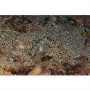 Vanderhorstia kizakura Iwata, Shibukawa et Ohnishi, 2007